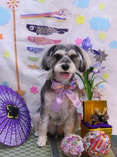 20240502パピコくん